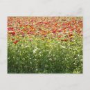 Search for colours of spring postcards Nature