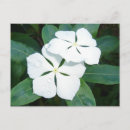 Search for dewdrops postcards Flowers