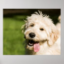 Search for goldendoodle art Pet