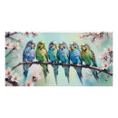 Search for budgies posters Budgerigars