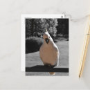 Search for sulphur postcards Sulphur crested cockatoo