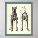 Search for dog anatomy posters Canine
