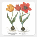 Search for tulip flower stickers Plants
