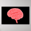 Search for neuroanatomy posters Human brain