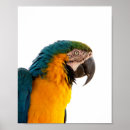 Search for fun color posters Colors