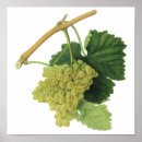 Search for wine grapes posters Vintage