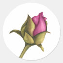 Search for bud stickers Pink rose