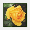 Search for yellow rose magnets Nature
