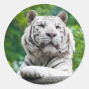 Search for white tiger stickers Cats