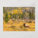 Search for bull elk postcards Gordon illg