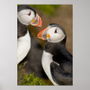Search for atlantic puffin posters Fratercula arctica