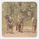 Search for royal tiger stickers Rajasthan