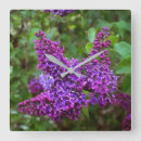 Search for lilac purple clocks Lilacs