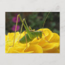 Search for green cricket postcards Bug