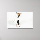 Search for studios pet supplies Studio shot