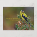 Search for american goldfinch postcards Carduelis tristis