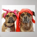 Search for beagle puppy posters Funny