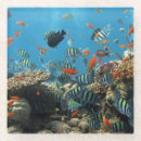 Search for scuba coasters Coral reef