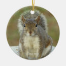 Search for squirrels photography Rodent
