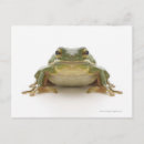 Search for enhance postcards Animal