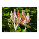 Search for honeysuckle Wild