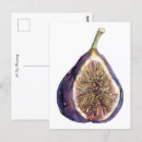 Search for fig postcards Watercolor