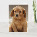 Search for puppy cards Adorable