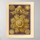 Search for vintage jellyfish posters Kunstformen der natur