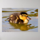 Search for duck nursery posters Nature