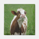 Search for dairy cow magnets Milk