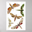 Search for lepidoptera art Vintage