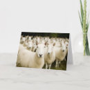 Search for flocking sheep cards Farm