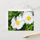 Search for rare postcards Nature