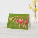 Search for bleeding hearts cards Garden