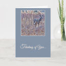Search for white tailed cards Deer