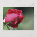 Search for single rose postcards Nature