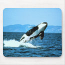 Search for killer mousepads Dolphin