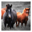 Search for horse pop art Stallion