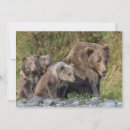 Search for bear cubs cards Cute baby animal