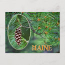 Search for white pine postcards Maine
