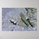 Search for shrimp posters Photography