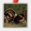 Search for wild turkey christmas tree decorations Wildlife