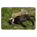 Search for alpha photography Wolf
