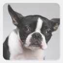 Search for photo studio stickers Looking at camera