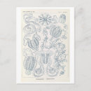 Search for haeckel postcards Vintage