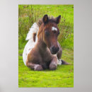 Search for horse breeds posters Wallart