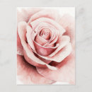 Search for botanical postcards Pink