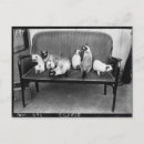 Search for black cat horizontal postcards Antique