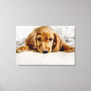 Search for spaniel canvas prints Puppy