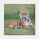 Search for yawning magnets Animal